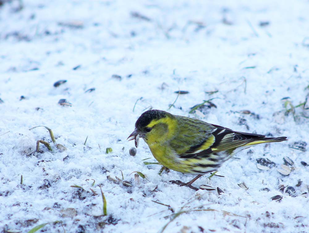 Le tarin des aulnes (Oiseaux / Passériformes / Fringillidés / Spinus spinus)<br>en train de manger une graine de tournesol