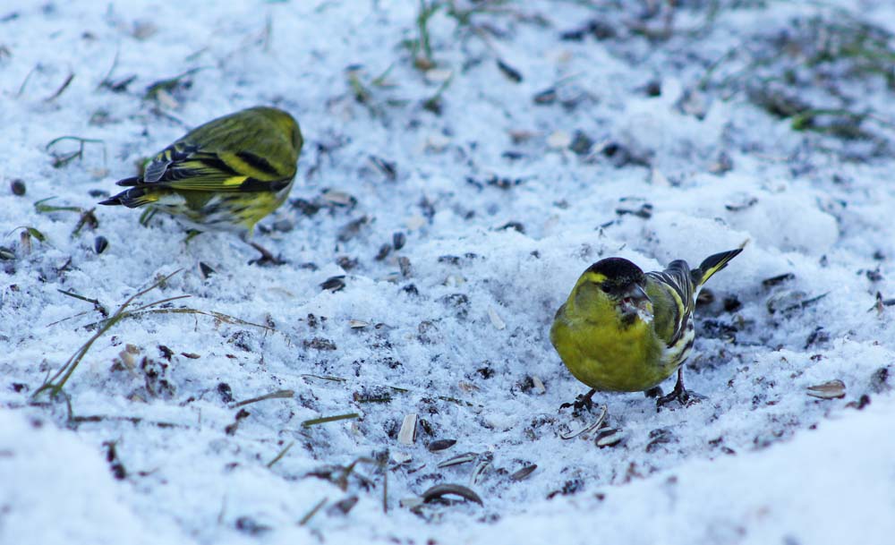 Le tarin des aulnes (Oiseaux / Passériformes / Fringillidés / Spinus spinus)<br>un couple de tarin