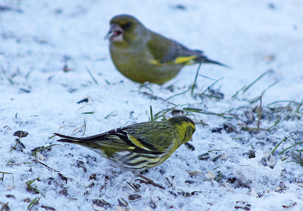 Le tarin des aulnes (Oiseaux / Passériformes / Fringillidés / Spinus spinus)<br>Mâle avec un verdier en arrière plan