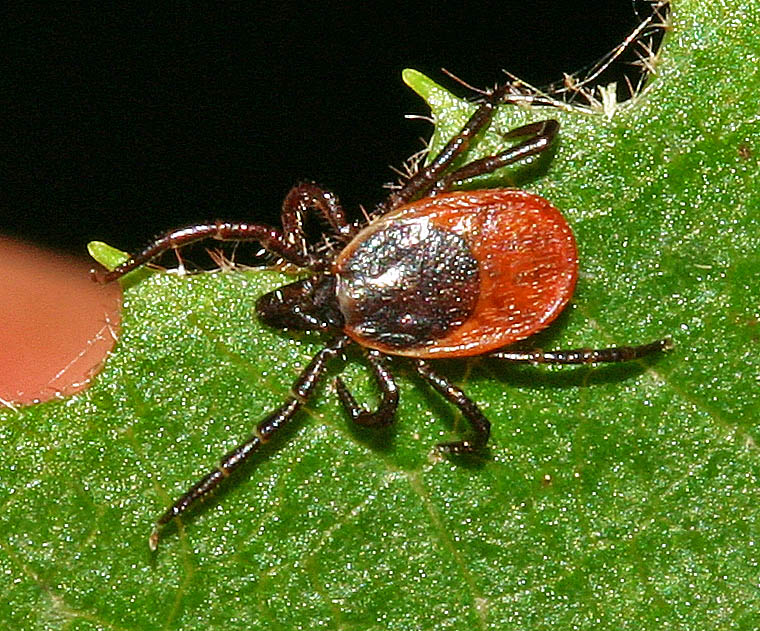 tique (Arachnides / Acariens / Parasitiformes / Ixodidés / Ixodes ricinus)<br>sur une feuille gros plan