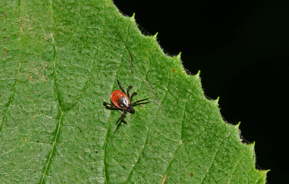 tique femelle (Arachnides / Acariens / Parasitiformes / Ixodidés / Ixodes ricinus)<br>sur une feuille vue générale