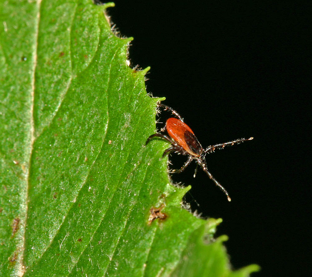 tique (Arachnides / Acariens / Parasitiformes / Ixodidés / Ixodes ricinus)<br>à l'affut avec la première paire de pattes tendues