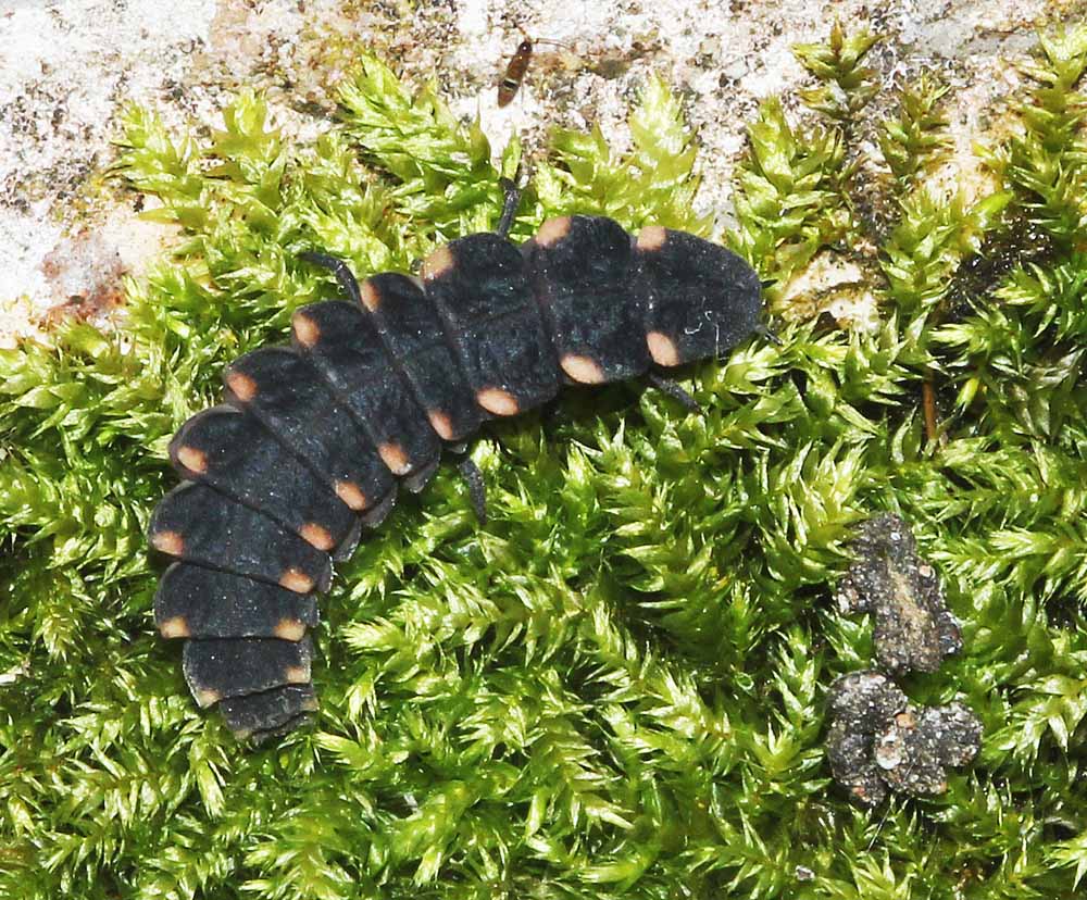 Larve de ver luisant (Lampyridae / Lampyris noctiluca)