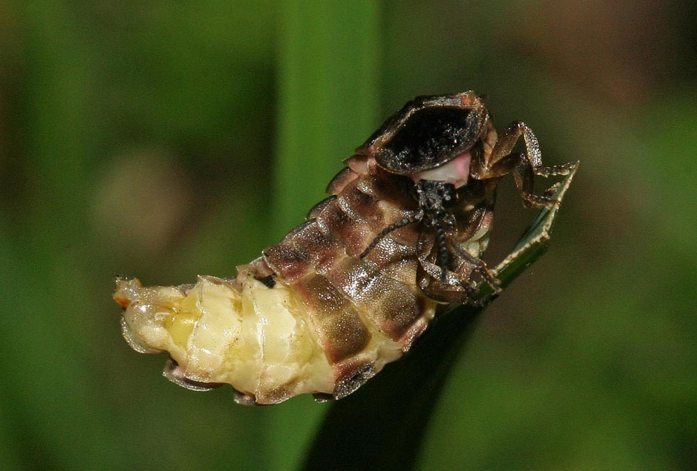 Ver luisant (Lampyridae / Lampyris noctiluca) Gros plan