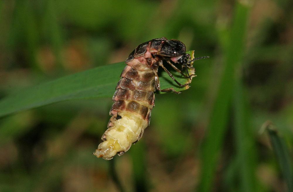 Ver luisant (Lampyridae / Lampyris noctiluca) sur une feuille