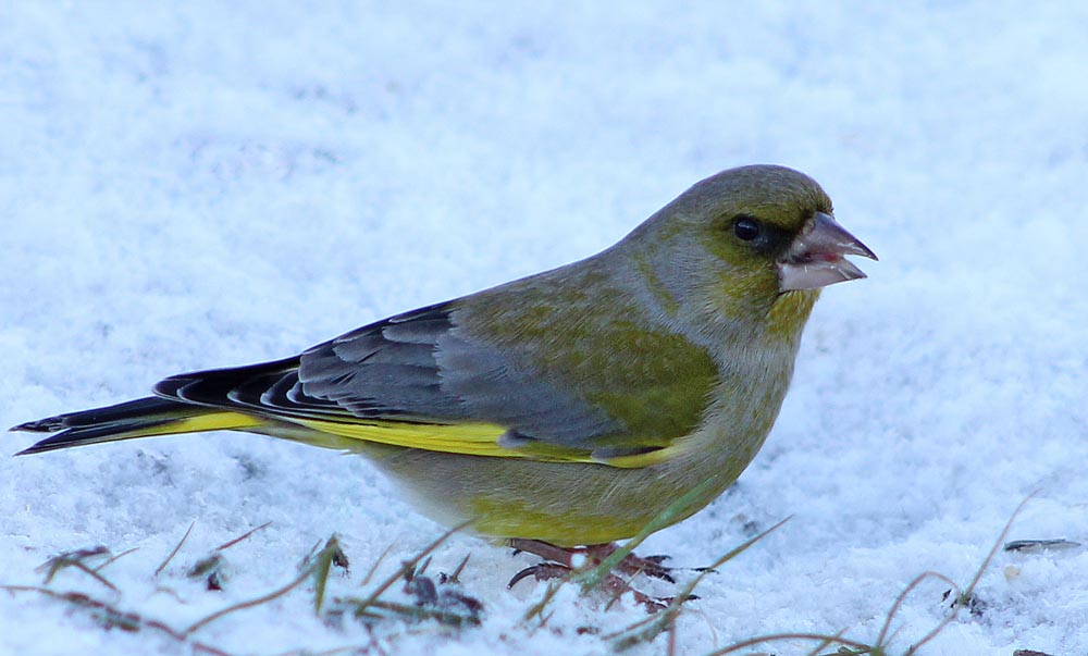 Le verdier d’Europe (Oiseaux / Passériformes / Fringillidés / Chloris chloris)<br>mâle en gros plan