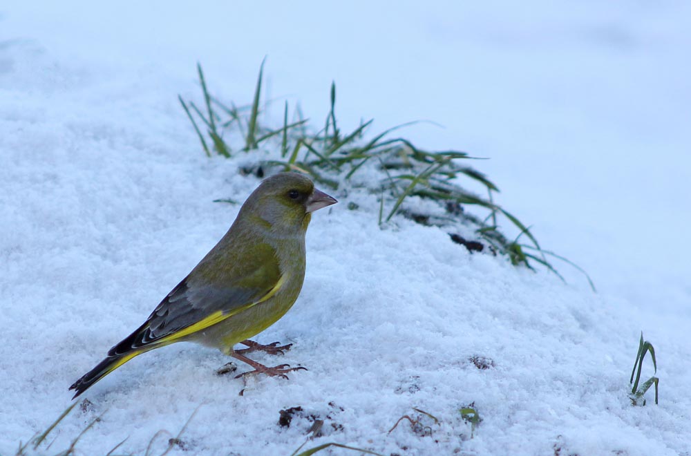 Le verdier d’Europe (Oiseaux / Passériformes / Fringillidés / Chloris chloris)<br>Adulte vu de côté