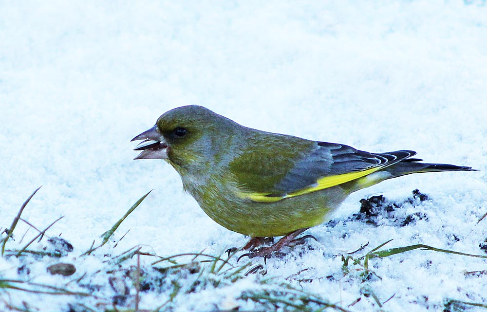 Le verdier d’Europe (Oiseaux / Passériformes / Fringillidés / Chloris chloris) mangeant une graine de tournesol