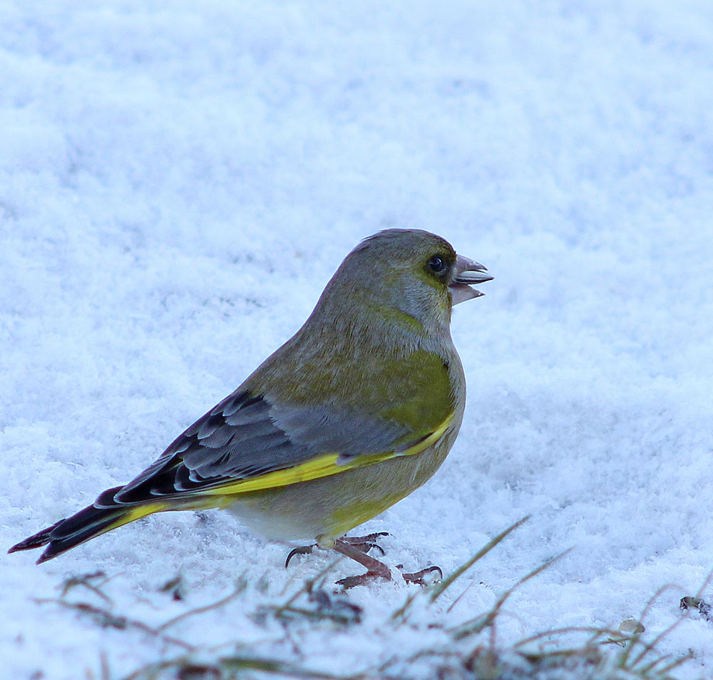 Le verdier d’Europe (Oiseaux / Passériformes / Fringillidés / Chloris chloris)<br>mâle de dos