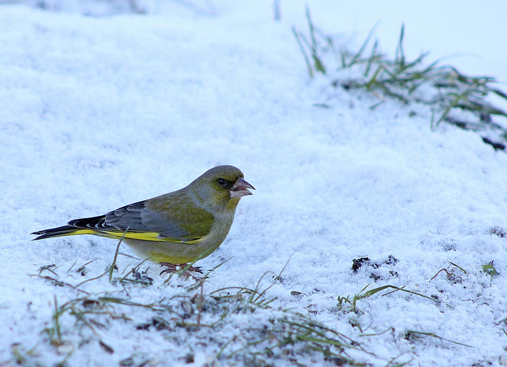 Le verdier d’Europe (Oiseaux / Passériformes / Fringillidés / Chloris chloris)<br>vue générale