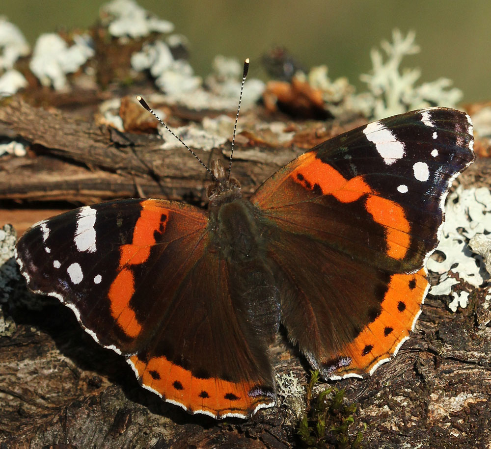 Vulcain (Vanessa atalanta) Vue générale