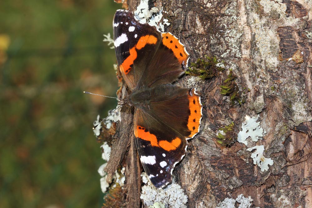 Vulcain (Vanessa atalanta) se réchauffant au soleil sur un prunier