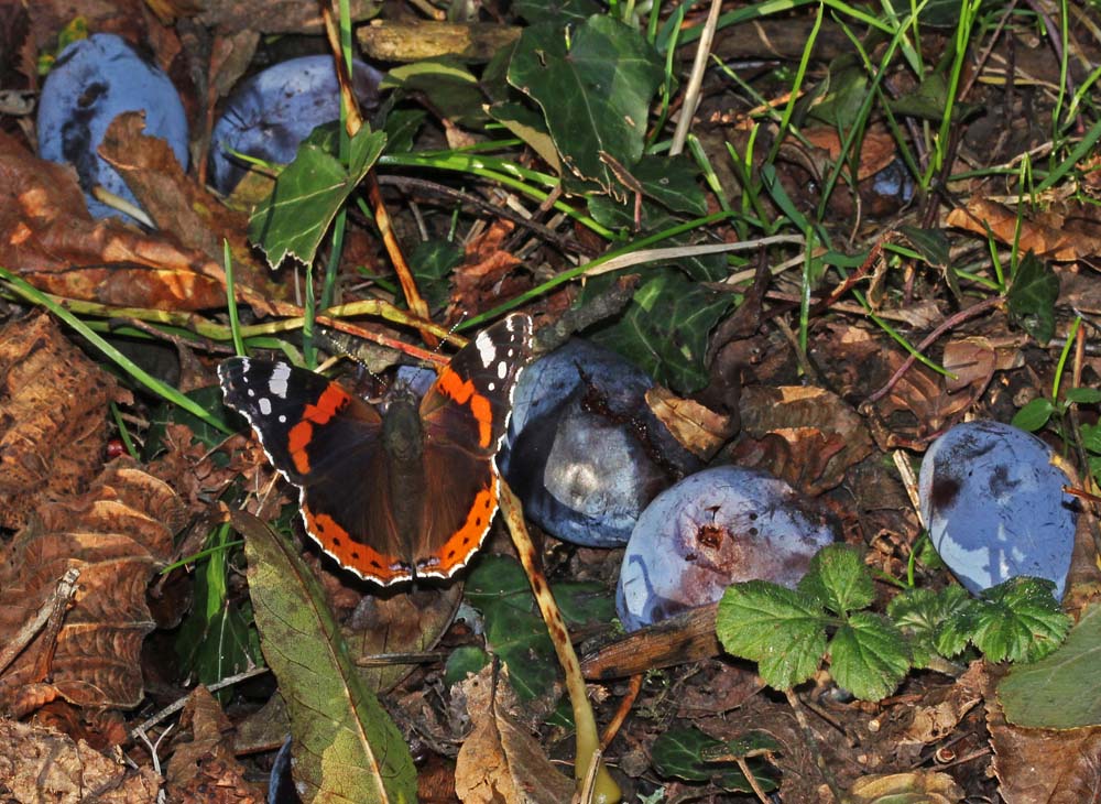 Vulcain (Vanessa atalanta) en train de sucer le jus de prunes tombées