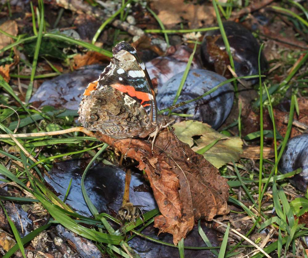 Vulcain (Vanessa atalanta) bien camouflé sur une feuille sèche