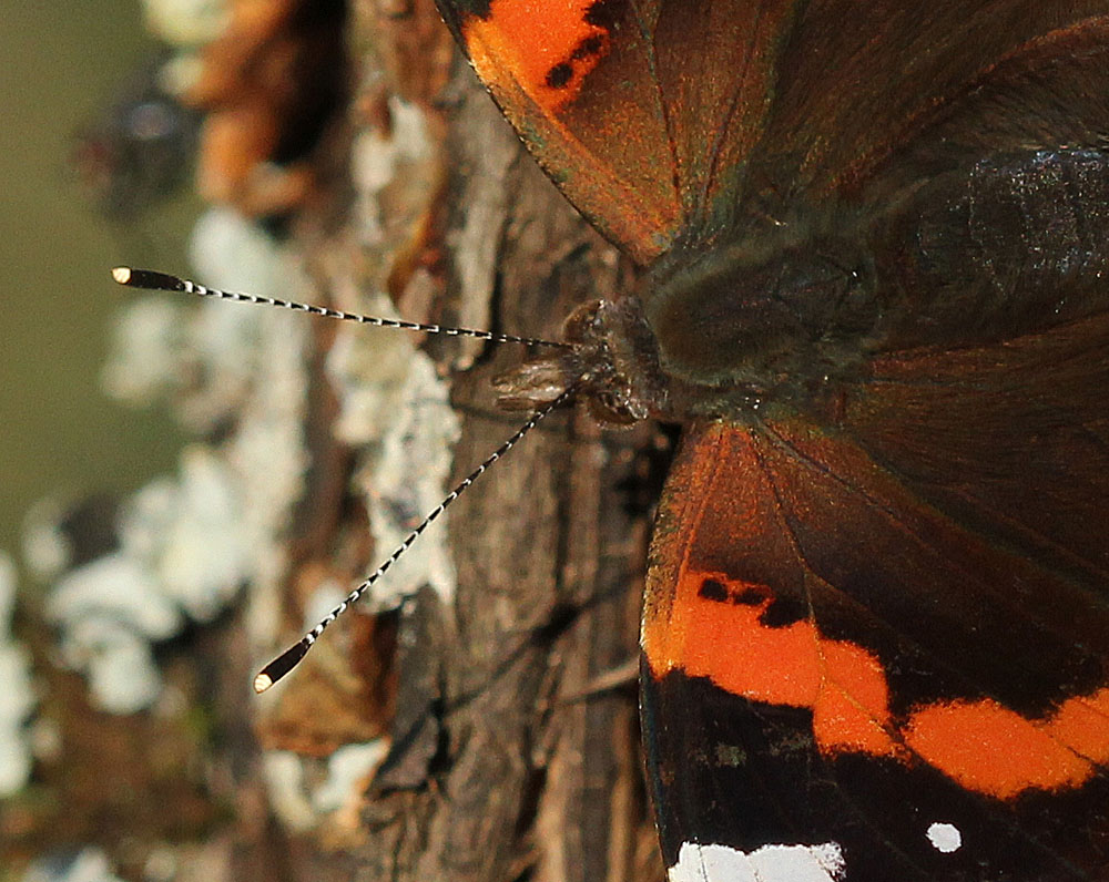 Vulcain (Vanessa atalanta) détail des antennes en massues