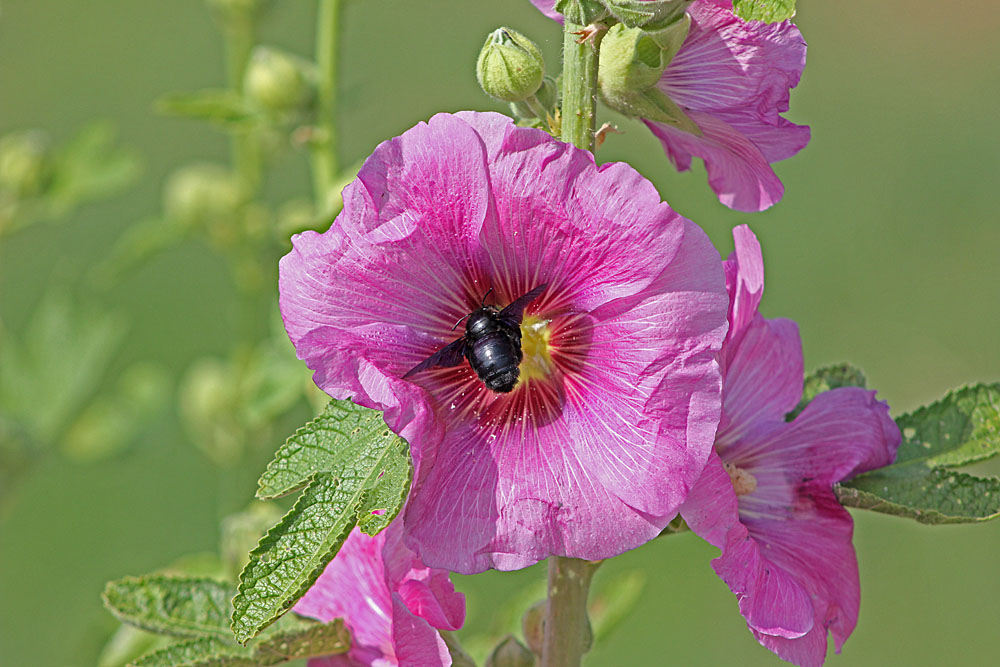 xylocope violet (Hyménoptères / Apocrites / Apidés / Xylocopa violacea)<br>sur une rose trémière