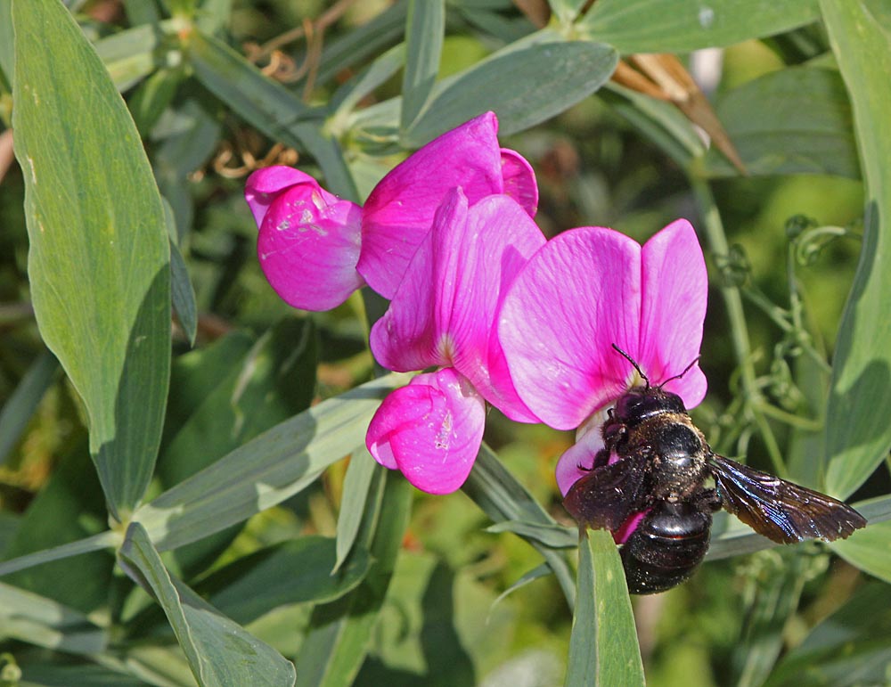 Xylocopa violacea sur pois de senteur