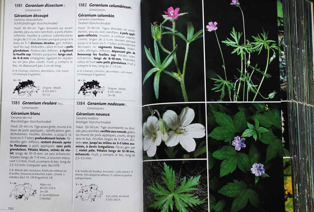 Flora Helvetica, la flore illustrée de Suisse (Contenu)