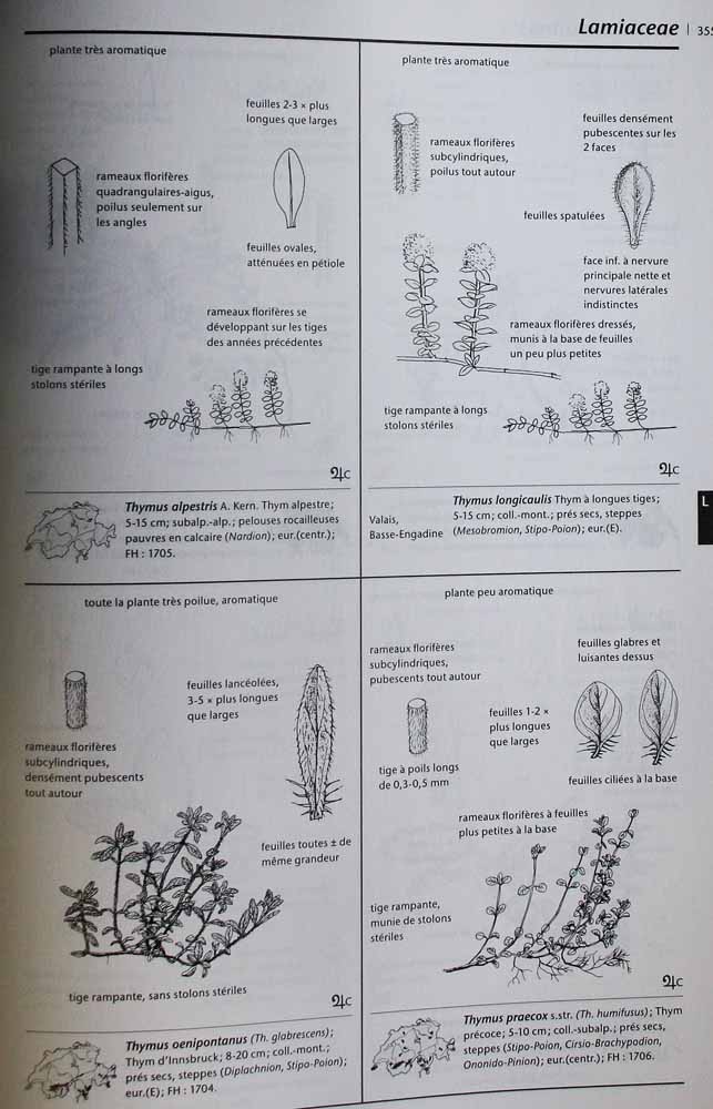 Flora vegetativa, déterminez la flore de Suisse à l'état végétatif (Contenu)