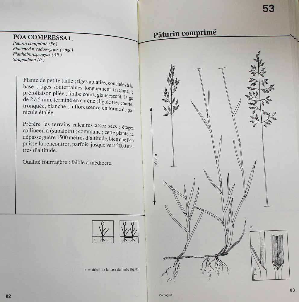 Flore pastorale de montagne : graminées (contenu)