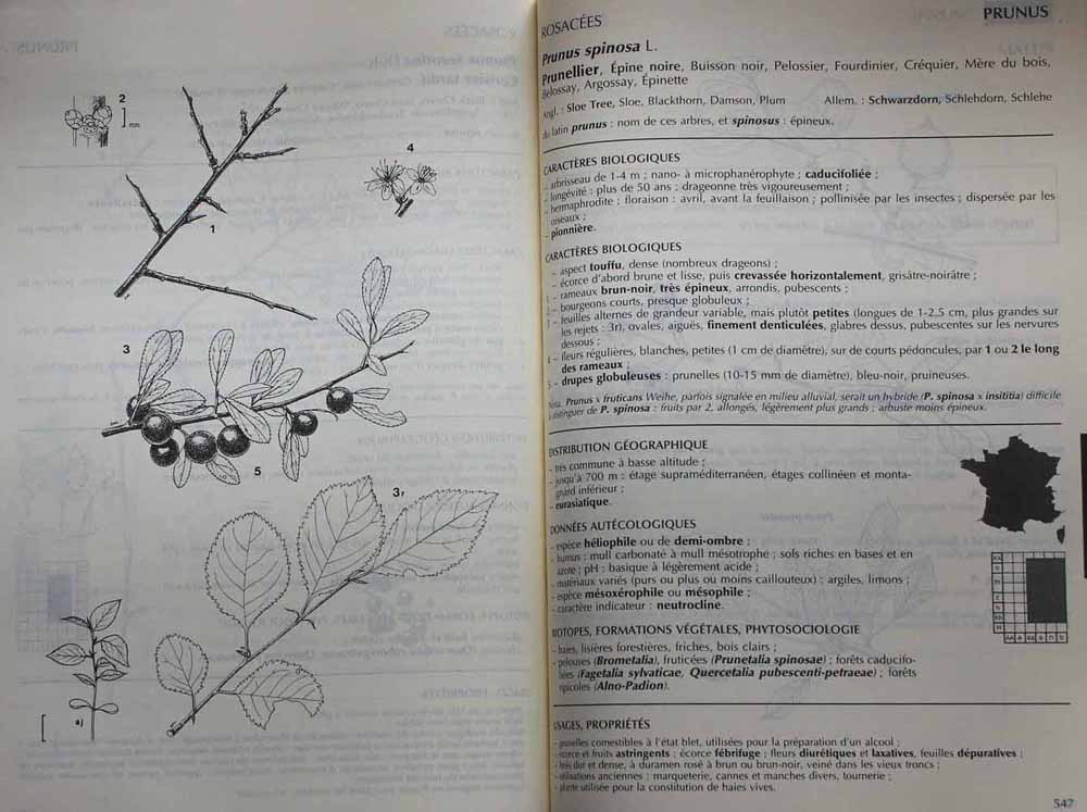 la flore forestière de JC Rameau : plaines et collines (contenu)