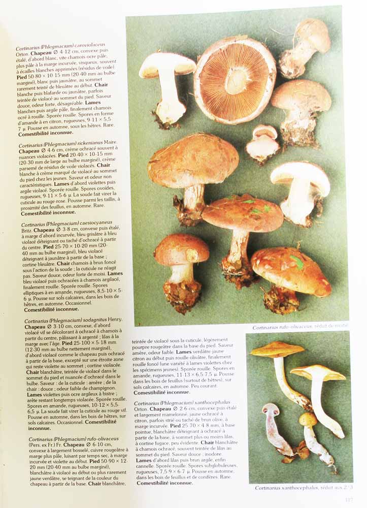 Les champignons de Roger Phillips  (contenu)