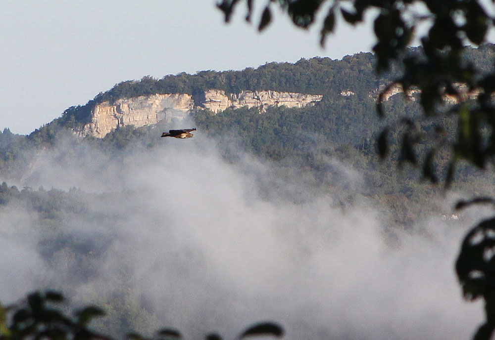 Rapace en vol dans le brouillard au-dessus de la vallée de la Bienne