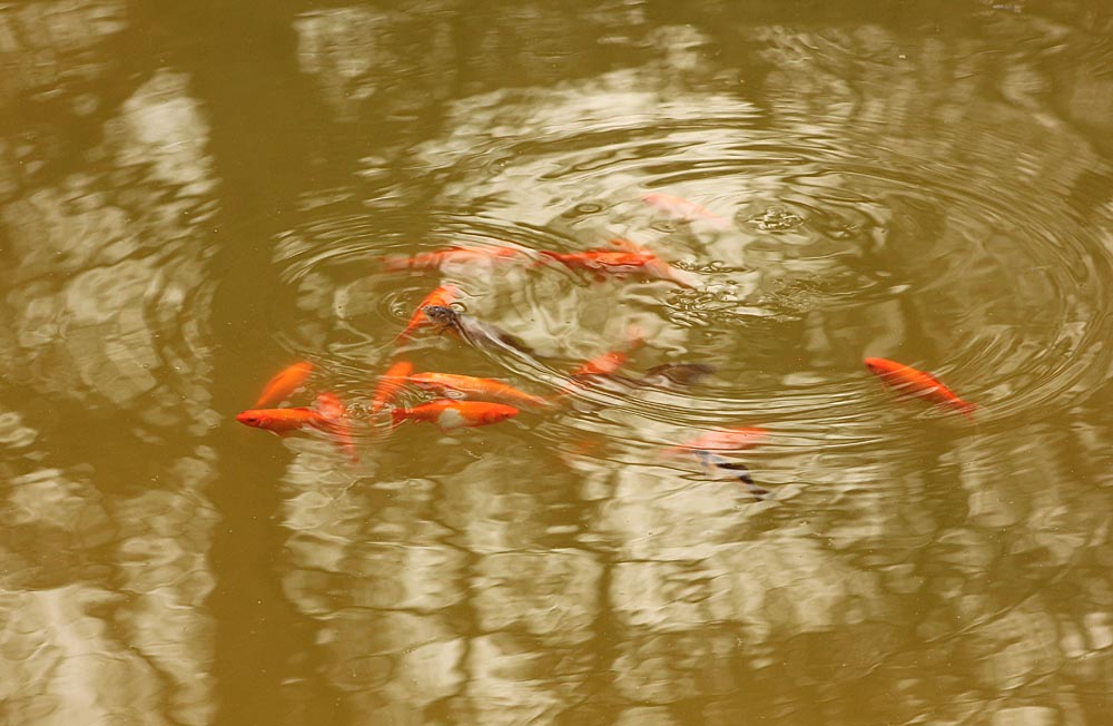 Poissons rouges dans la mare en train de gober