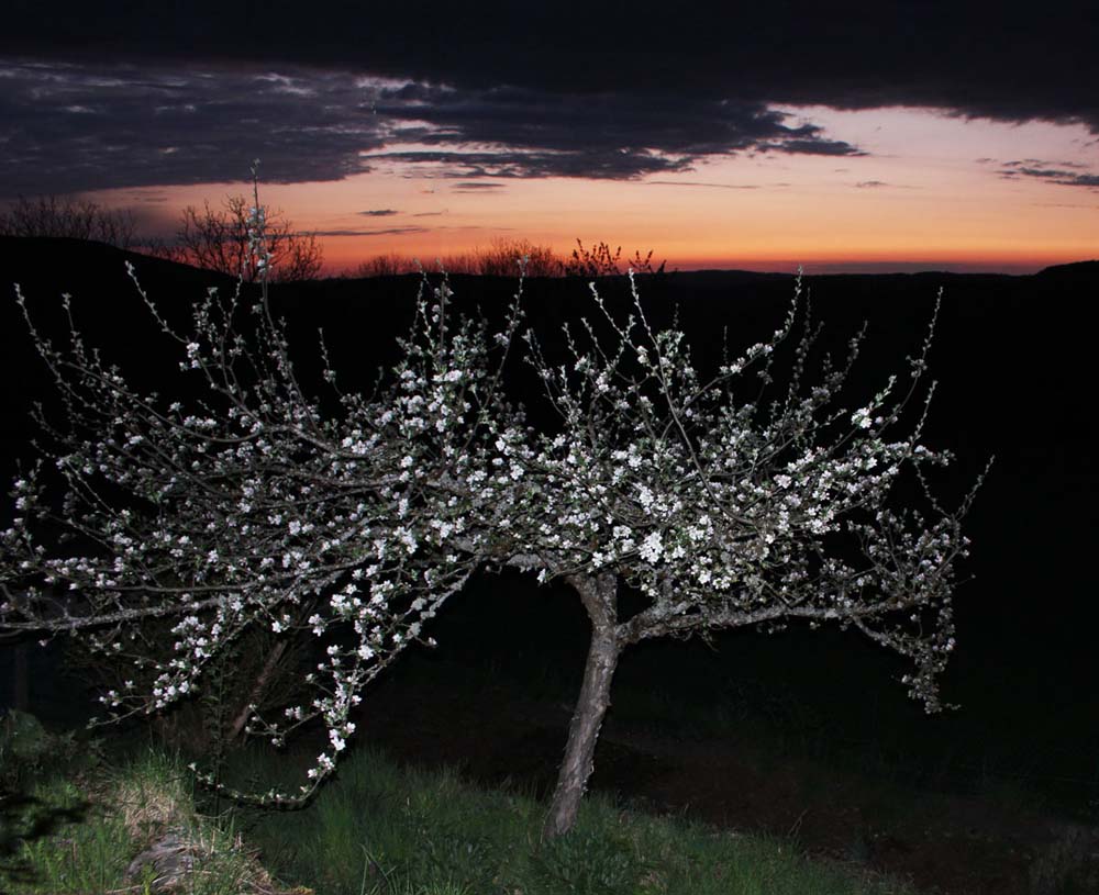 Pommier en fleur au crépuscule