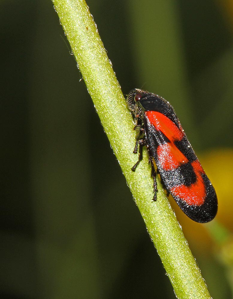 Le cercope sanguin sur une tige