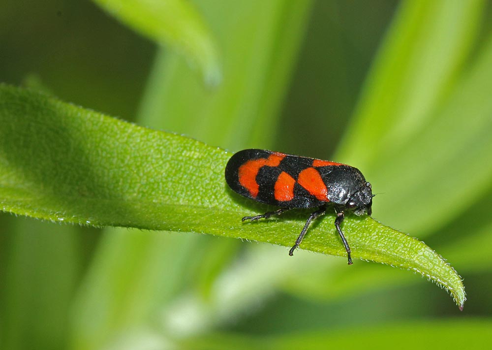 Cercopis vulnerata