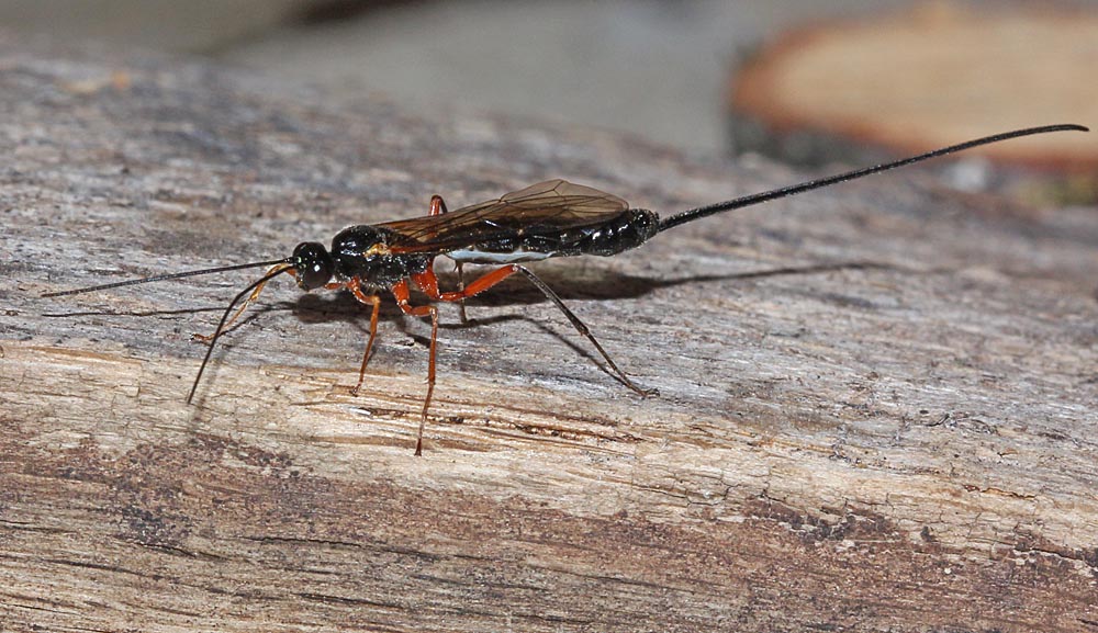 Le grand ichneumon (Hyménoptères / Apocrites / Ichneumonidés / Dolichomitus imperator)