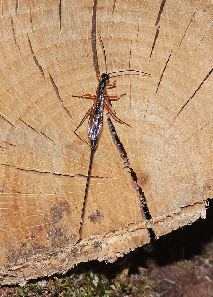 Dolichomitus imperator en chasse sur un tronc