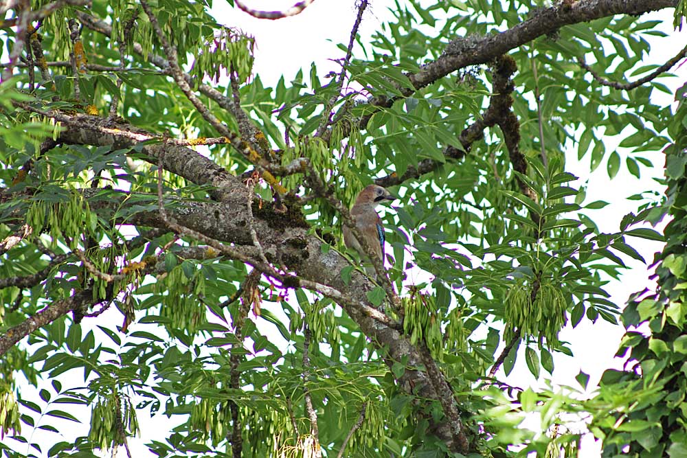 Le geai des chênes (Oiseaux / Passériformes / Corvidés / Garrulus glandarius)<br>vue générale dans un frêne