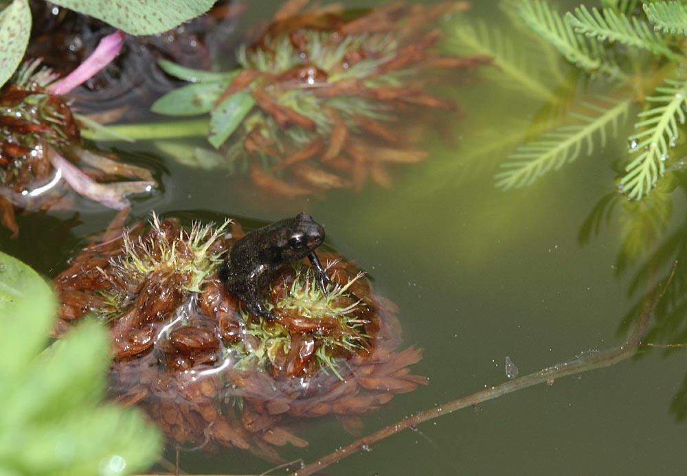 Petite grenouille rousse (Rana temporaria) qui vient de sortir de l'eau