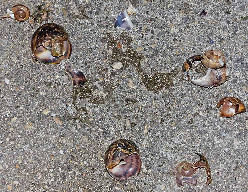 Restes d'un repas de Grive musicienne (Turdus philomelos), coquilles d'escargots