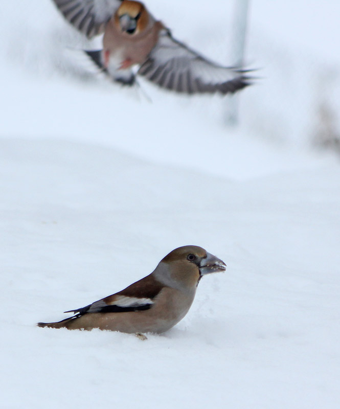 Gros bec casse noyaux mâle et femelle (Coccothraustes coccothraustes)