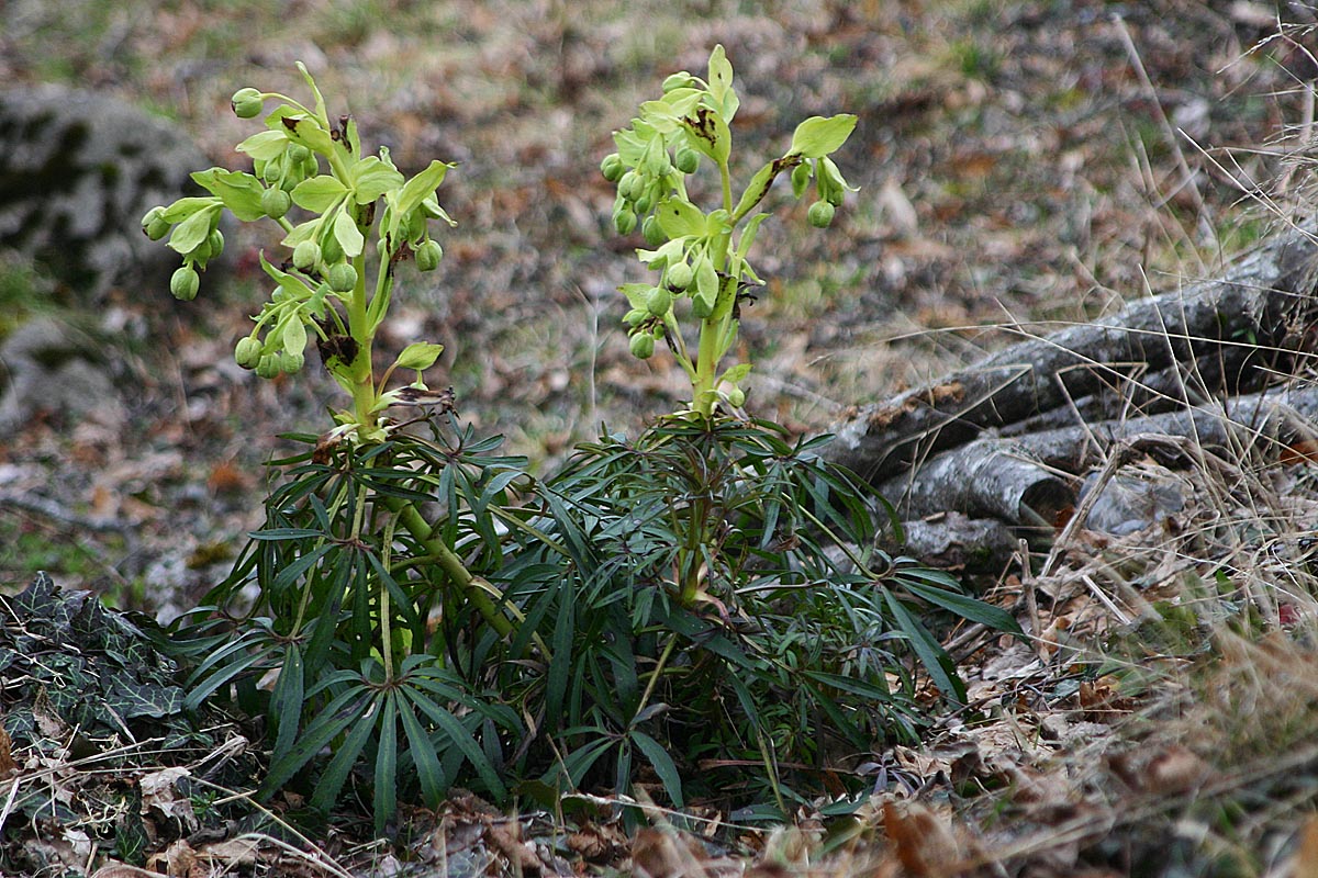 Hellébore fétide (Helleborus foetidus L.) (Renonculacées)