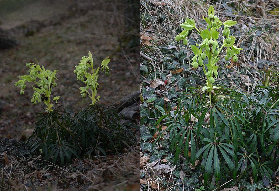 Hellébore fétide (Helleborus foetidus L.) (Renonculacées)