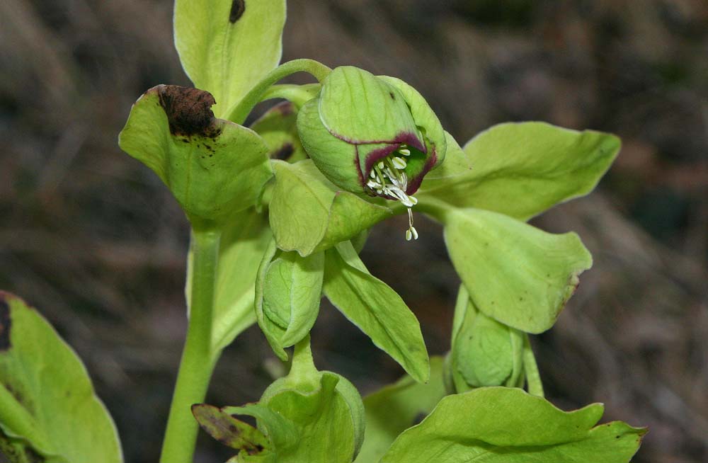 Hellébore fétide (Helleborus foetidus L.) (Renonculacées) Fleur