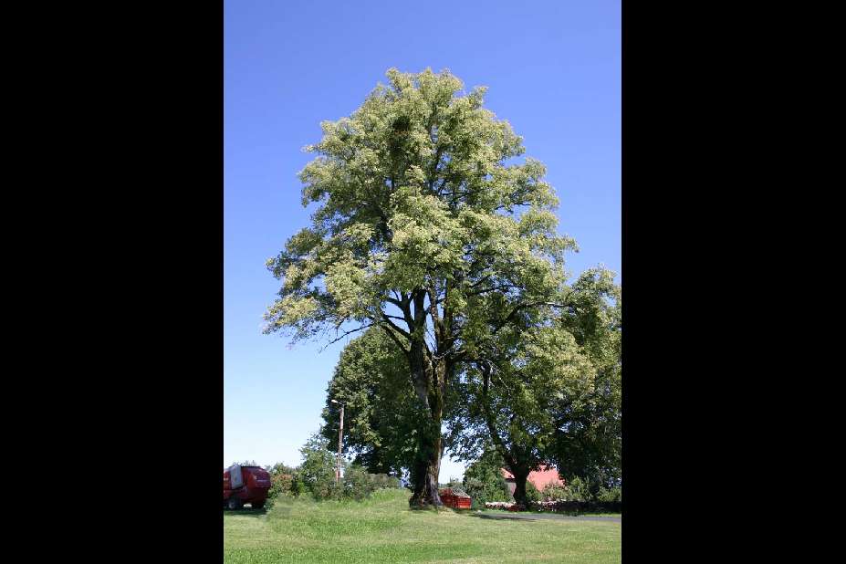 Définition  Tilleul à petites feuilles - Tilia cordata - Tilleul