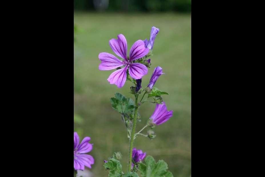 Mauve sylvestre, Mauve sylvestre / Grande mauve