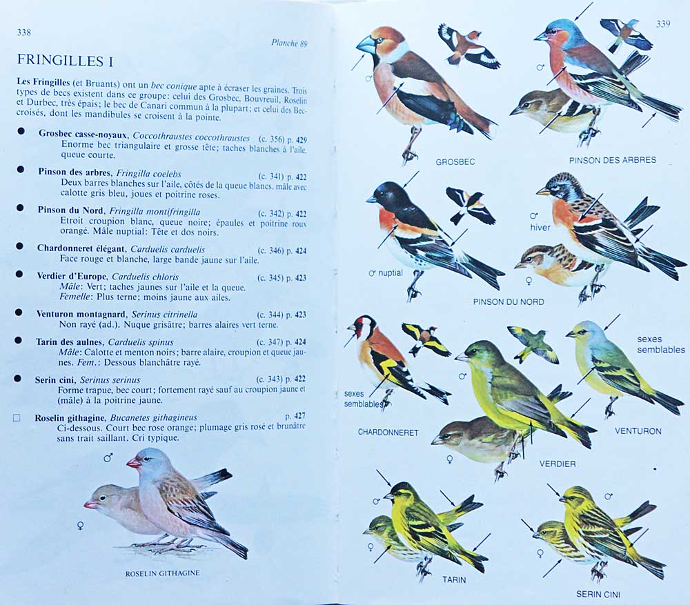 Planche couleur des Fringilles du livre Le guide des oiseaux de France et d’Europe<br>de R. Peterson, G. Mountfort, P. A. D. Hollom, P. Géroudet