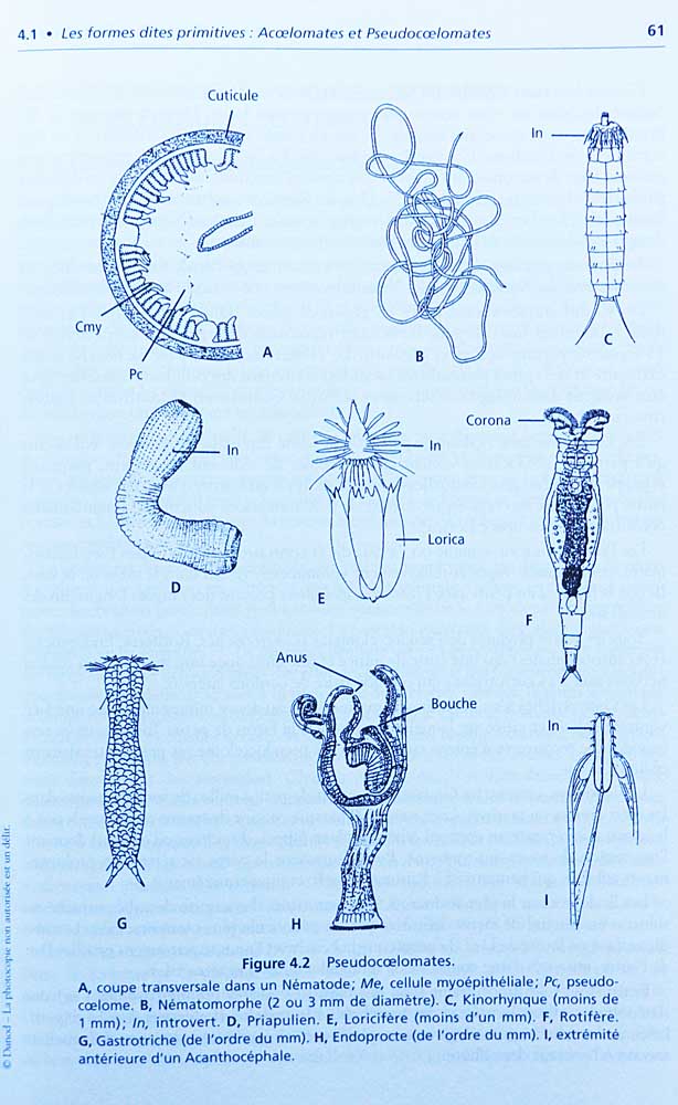 Livre : Principes de zoologie<br>Page sur les pseudocoelomates