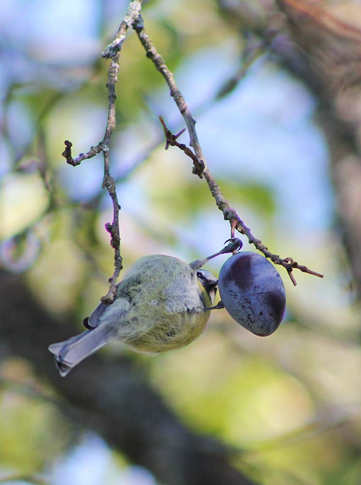 La mésange bleue (Oiseaux / Passériformes / Paridés / Cyanistes caeruleus) qui mange une prune