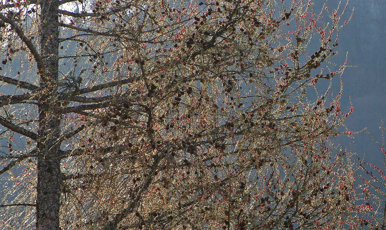 Le mélèze au printemps (Larix decidua Mill)