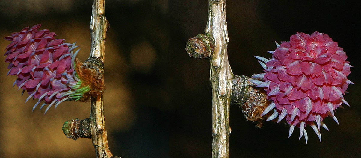 Le mélèze  détail fleur femelle (Larix decidua Mill)