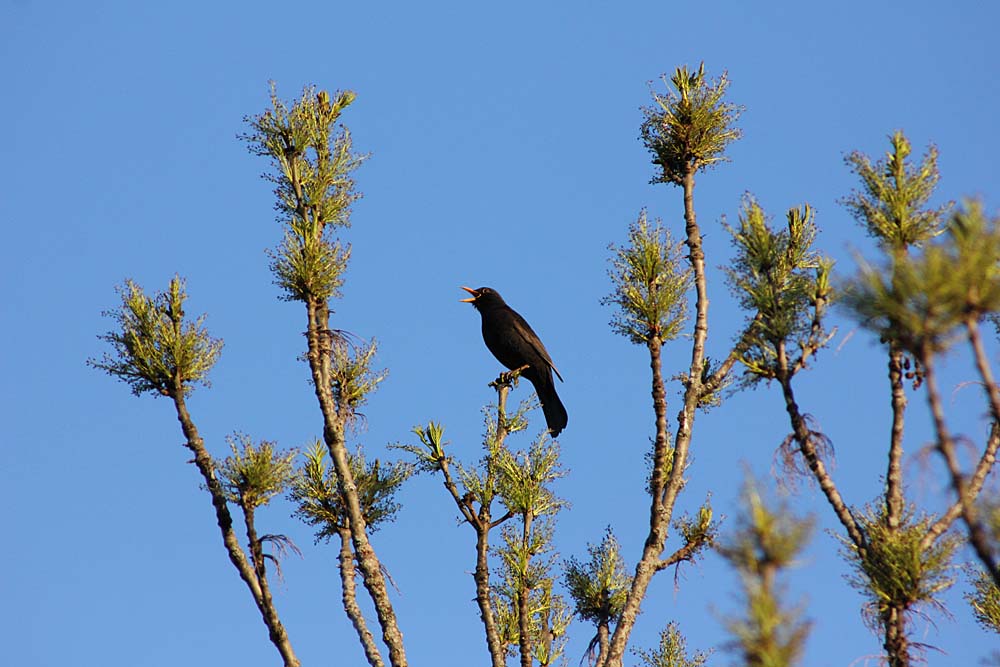 Merle noir (Oiseaux / Passereaux / Turdidés / Turdus merula) <br>Merle noir en train de chanter en haut d'un frêne