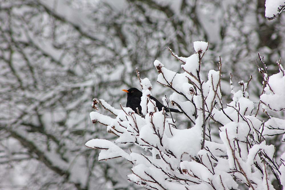 Le merle noir (Oiseaux / Passereaux / Turdidés / Turdus merula) dans la neige
