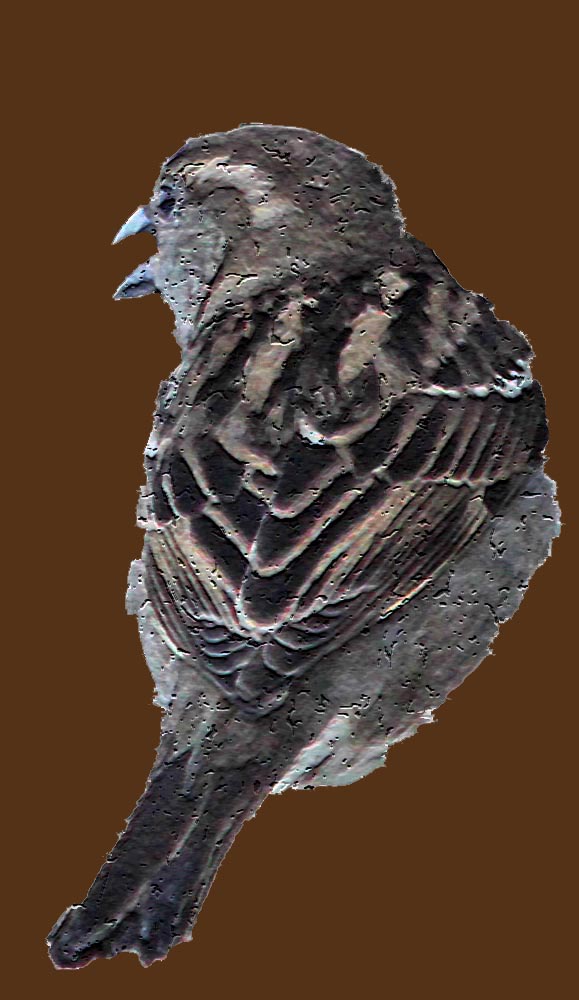 Le moineau domestique (Oiseaux / Passériformes / Passéridés / Passer domesticus)<br>en bas relief